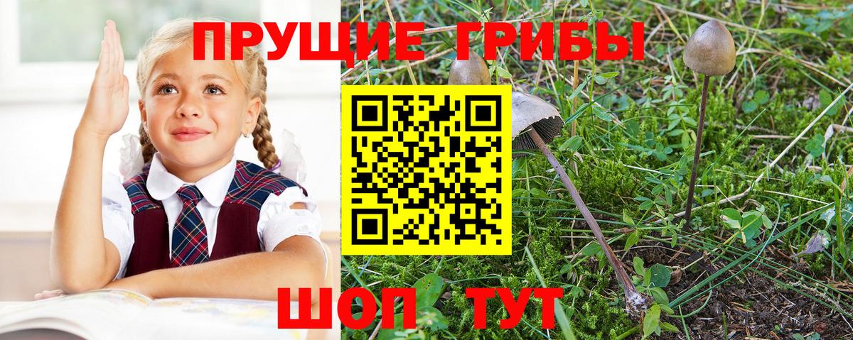 Псилоцибиновые грибы прущие грибы  Вход с VPN  Волхов 